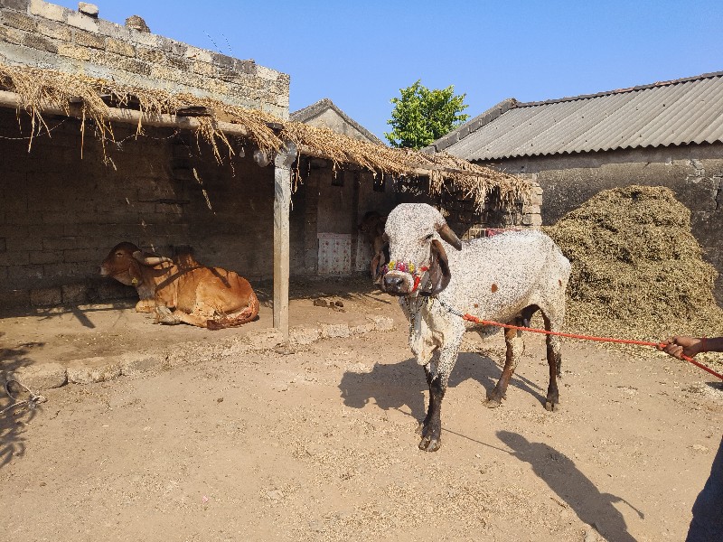 ગાય વેચવાની છે