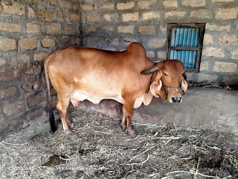 ગાય વેચવાની છે.