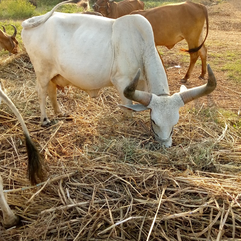 ગાય