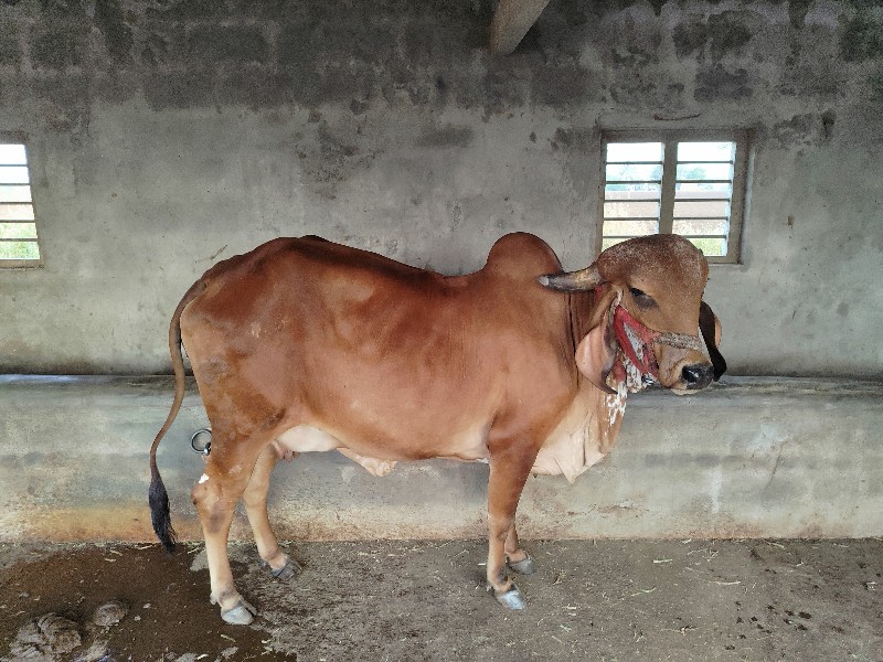 ગીર ગાય🐂🐄 વેચવા...