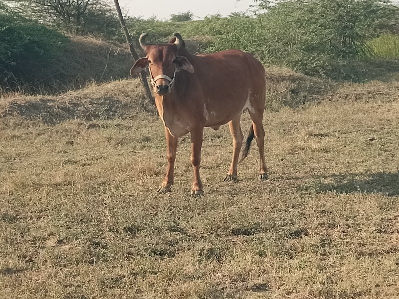 બળદ વેચવાનો છે