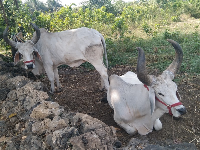 બળદ વેચવાના છે