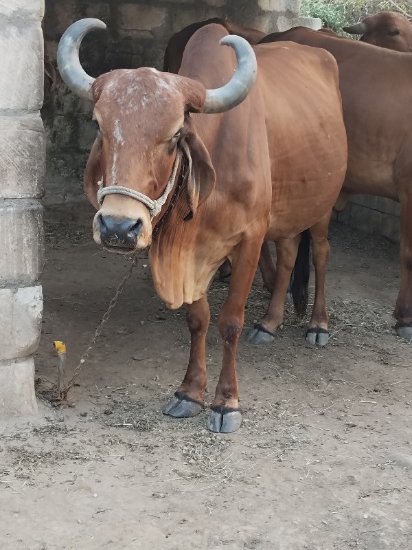 ગાય દેવી છે