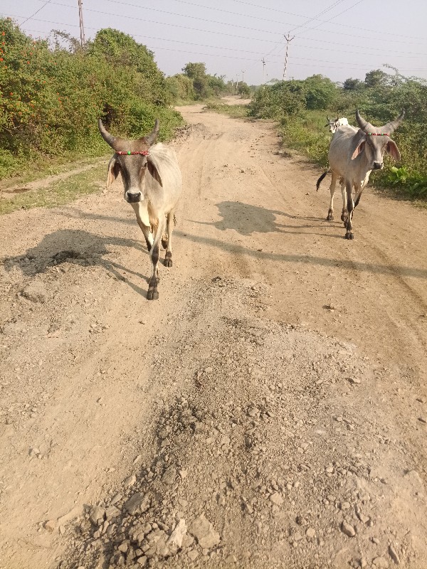 વાછરડા વેચવા ના...