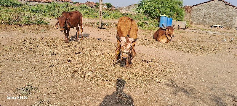 વાસડા દેવાના છે...