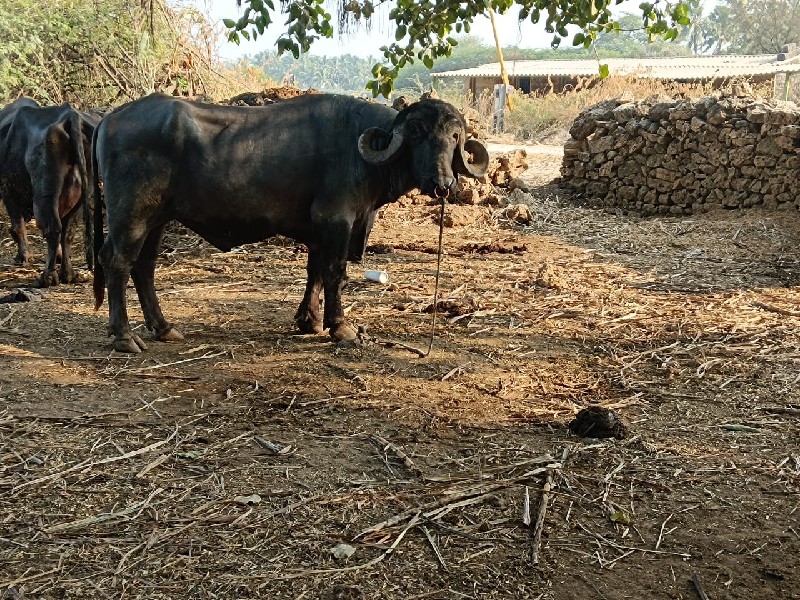 પાડો  વેચવાનો છ...