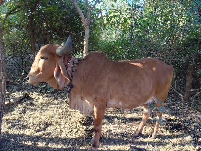 હોળકી વેચવાની છ...