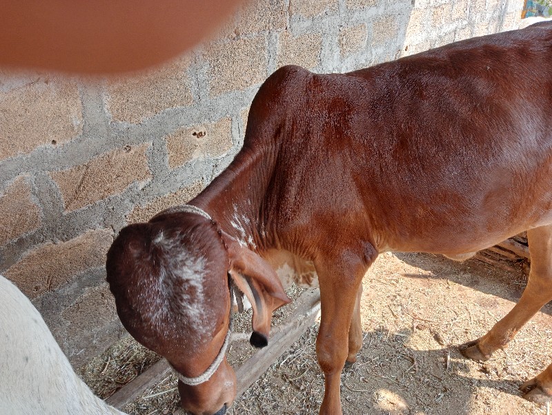 વેચવાની છે વાસળ...