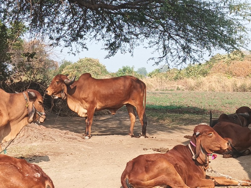 ગીર ગાય વેચવાની...