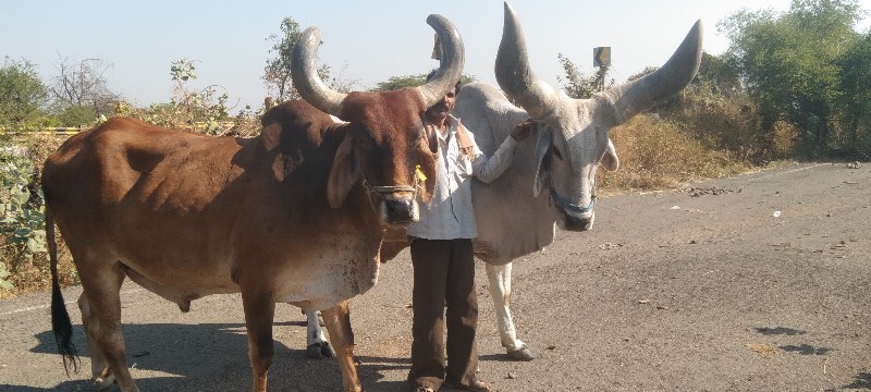 બળદ