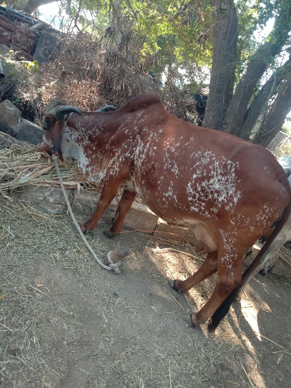 ગાય આપવાની છે