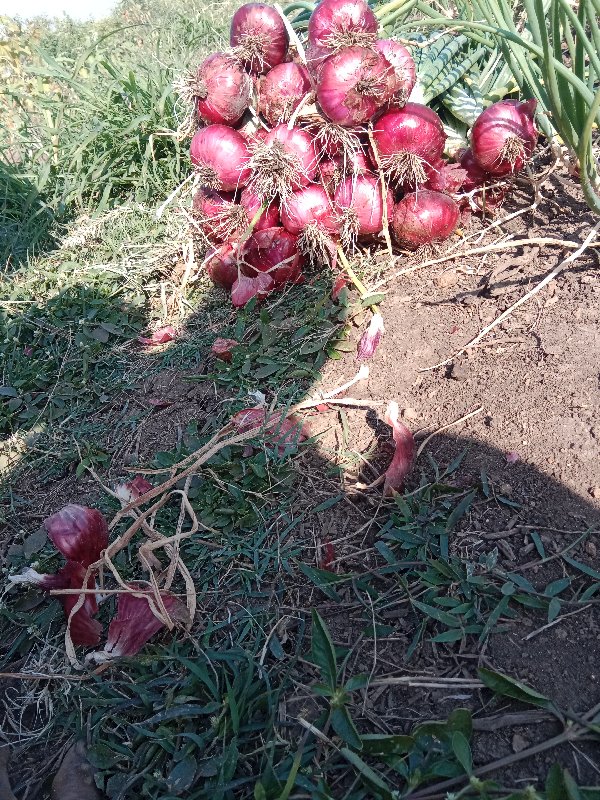 લાલ પતિ ડુંગળી...