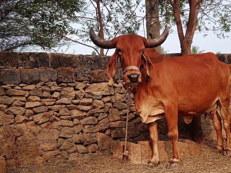 ગામ નગીચાણા ભૌત...