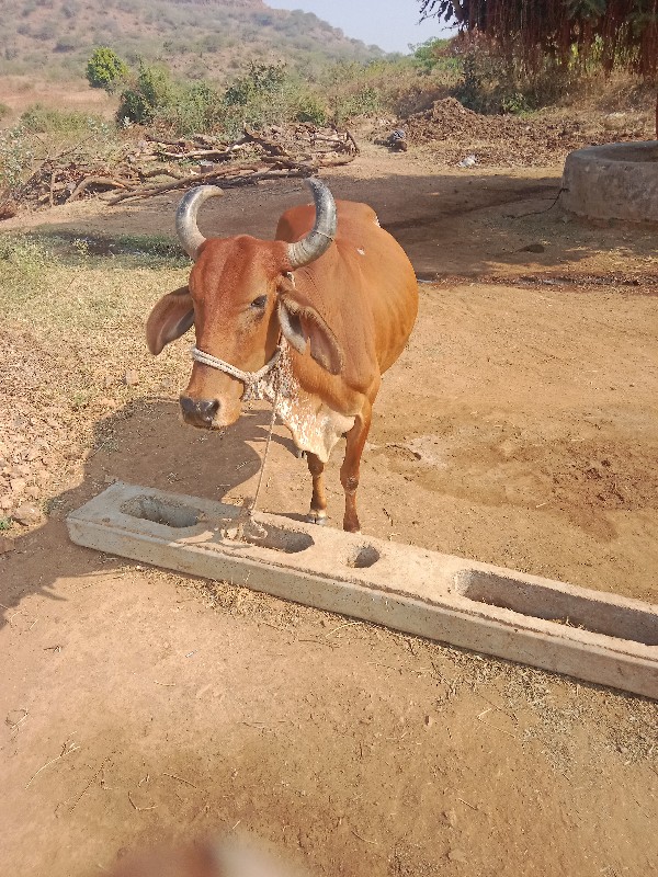 ગાય વેચવાની છે