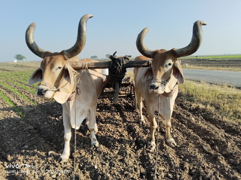 સોજા સાવ