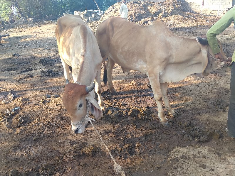 વિશ્વ કીમત