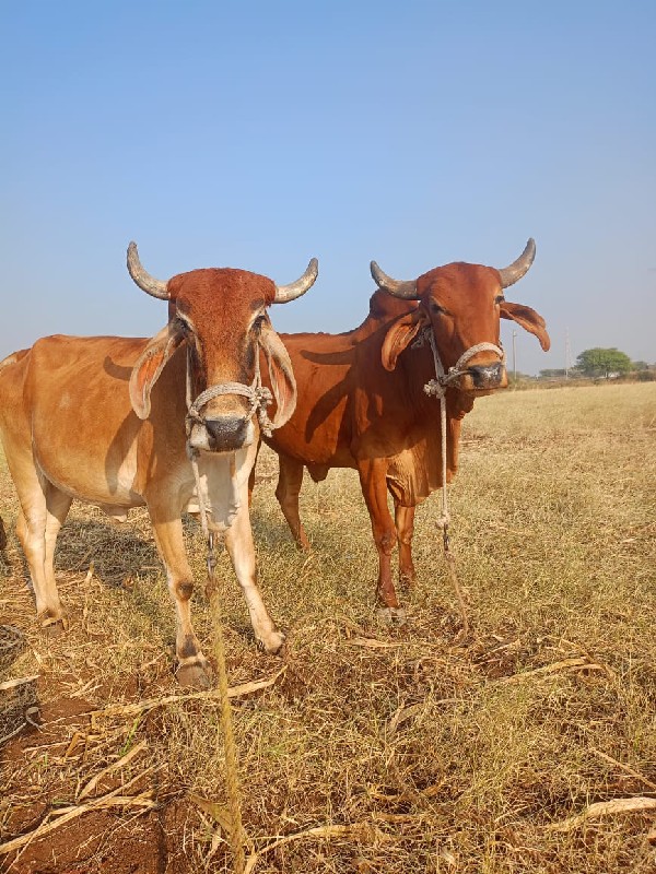 બળદ વેચવાના છે