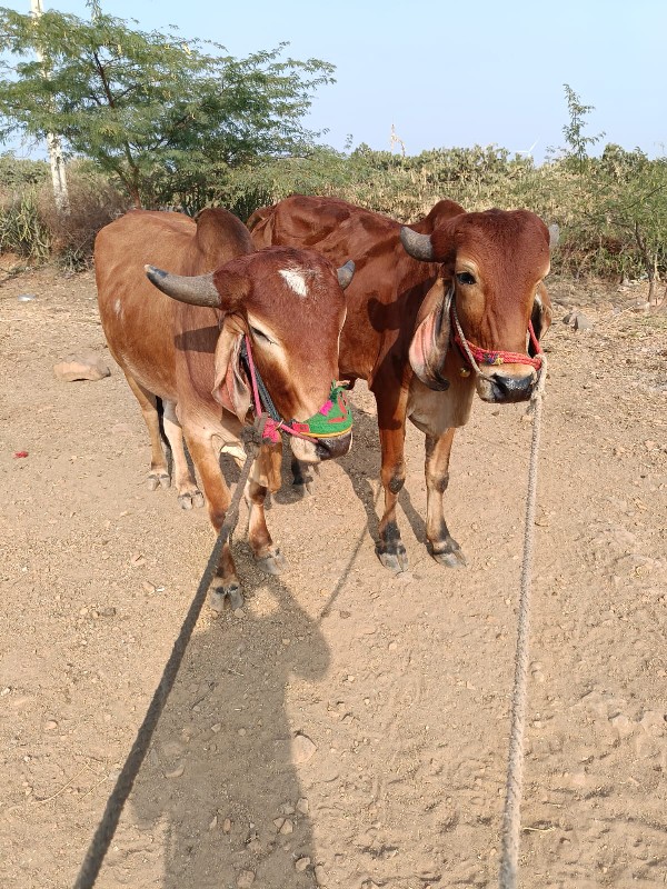 વાસડા...વેશવાના...