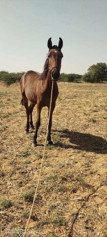 વછેરો ઘોડો