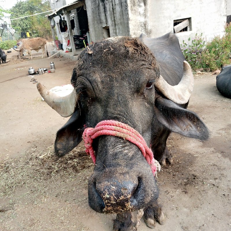 ભેસ વેચવાની છે