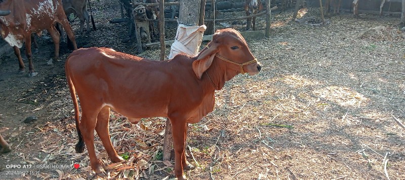 વાછડી વેચવાની છ...