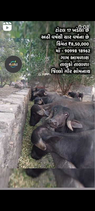 ટોટલ 17 ખળેલા વ...