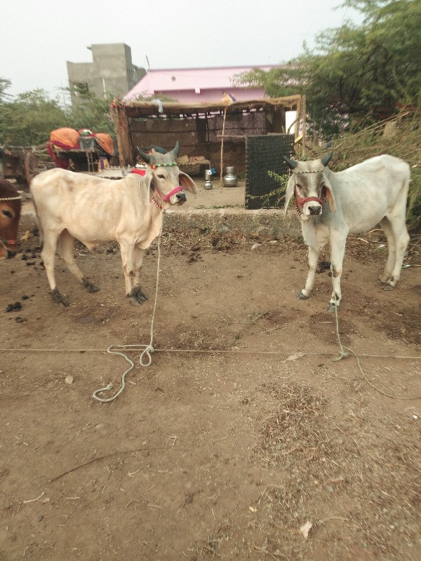 કેટલા વેચવાના છ...