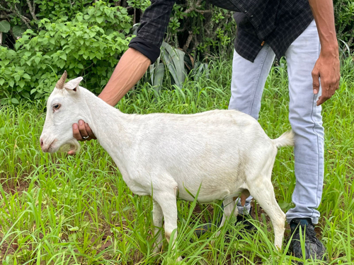 Kashmiri bakri