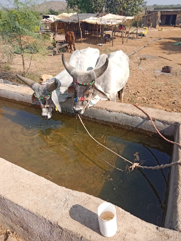 ગોઢલા વેચવાના છ...