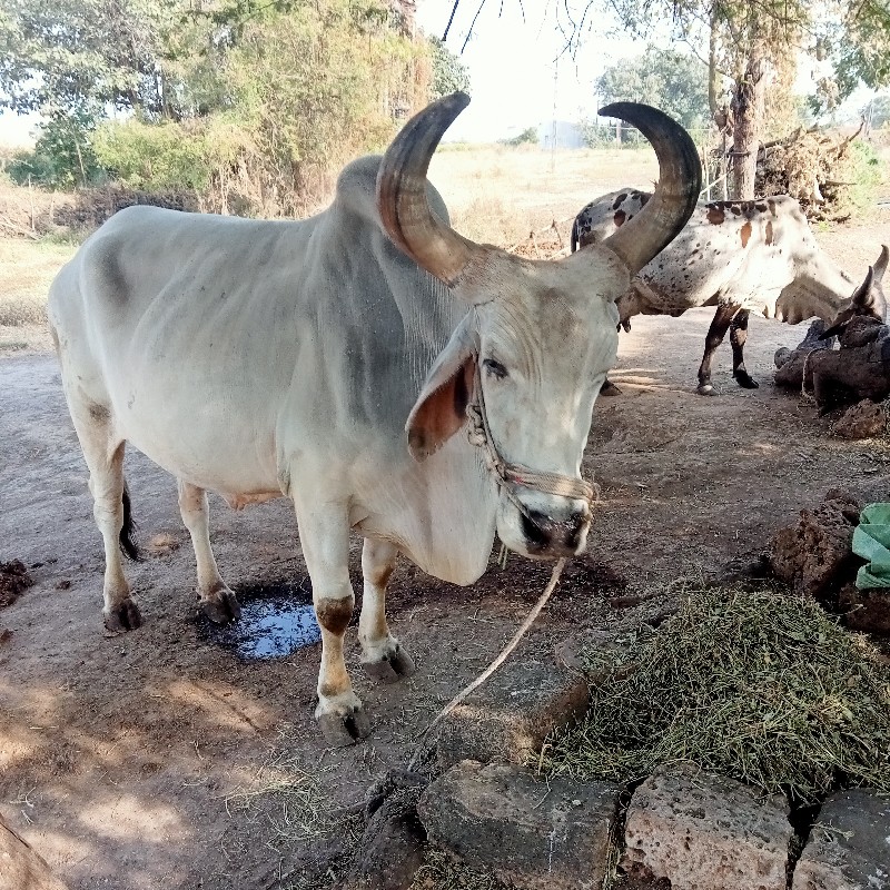 બળદ વેચવાનો છે