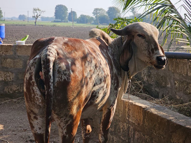 પેલું વેતર છે