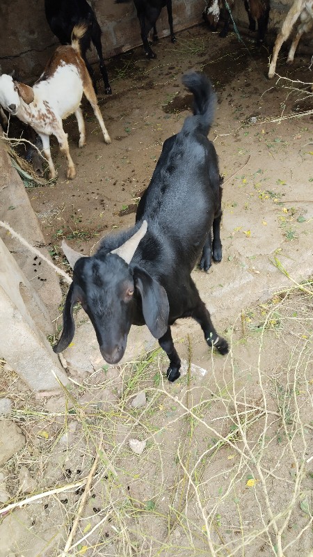 ત્રણ  બકરા વેશવ...