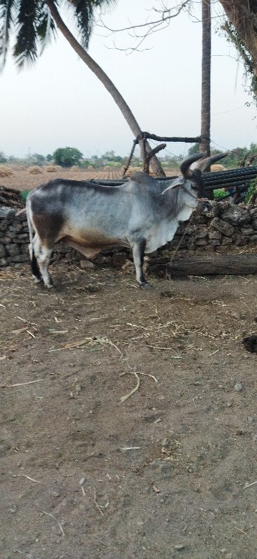 કાનજી રાઠોડ