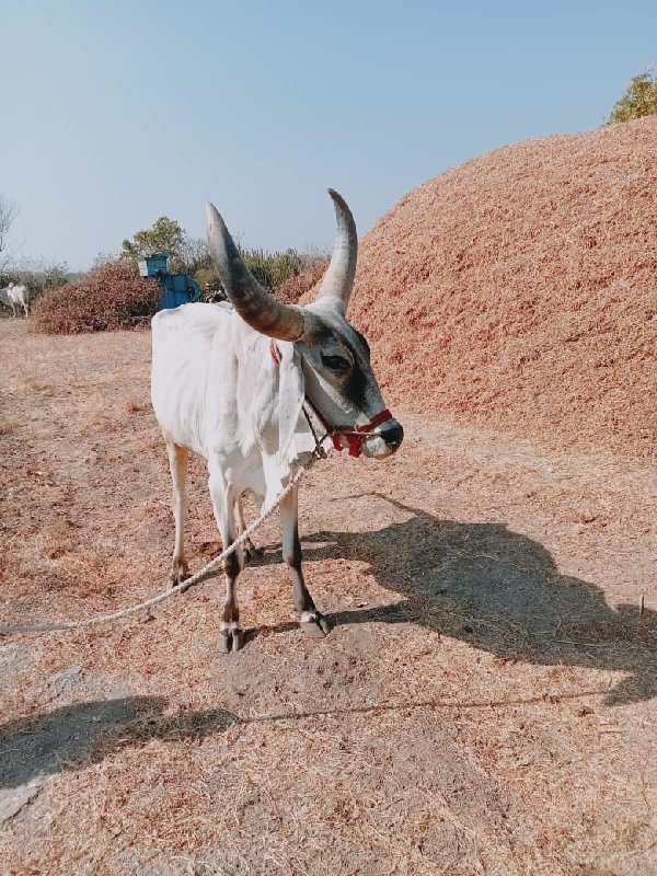 બળદ વેચવાનો છે