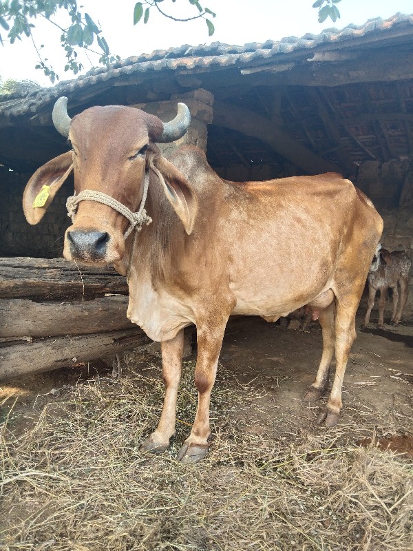 ગાય વેચવાની છે