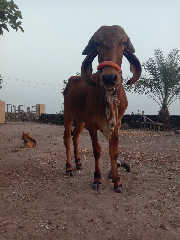 વેસવાનીછૅ