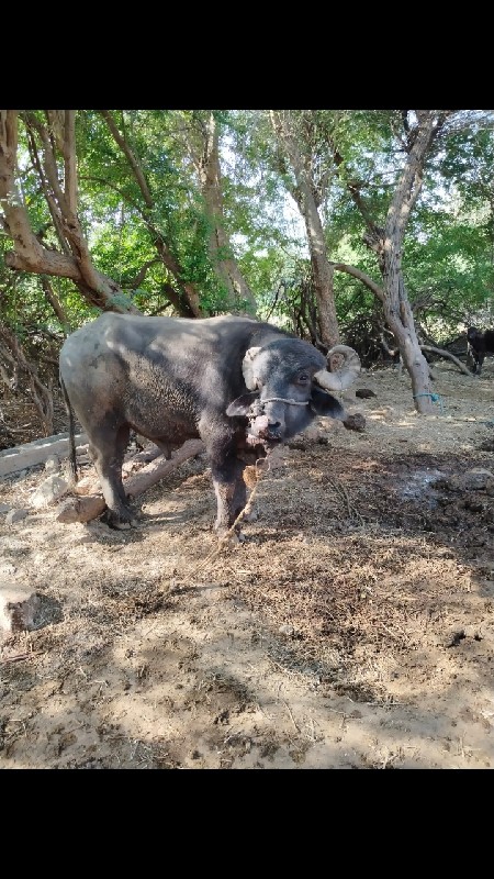 પાડો વેચવાનો છે...