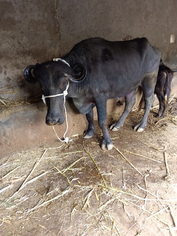 ખળેલી વેચવાની છ...