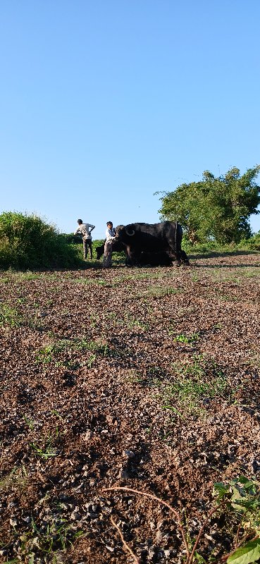 કુવા નો આડો શિય...