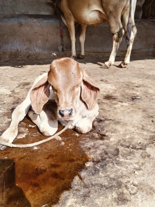 દેસીવોડકીવેસવાન...