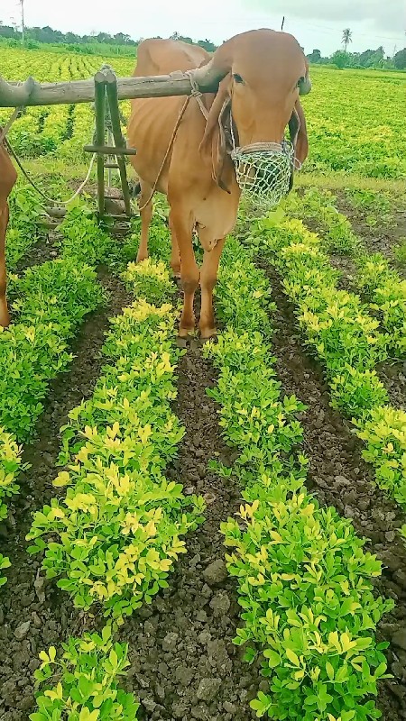 ગોધલા વેસવાના સ...