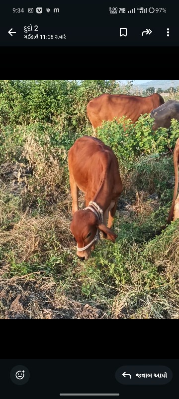 વાસળી આપવાની છે