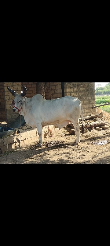 આ ગોઢલા ની જોડ...