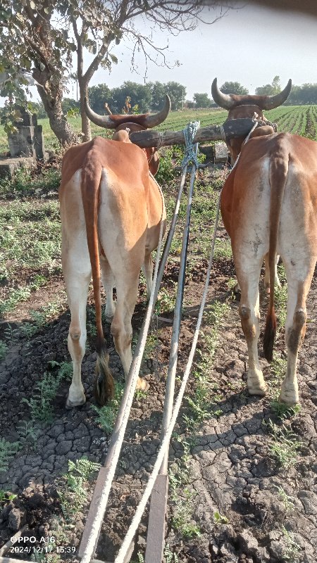 ગોધલા બળદ દેવાન...