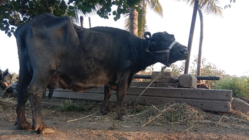 ભેંશ વેશવાની  છ...