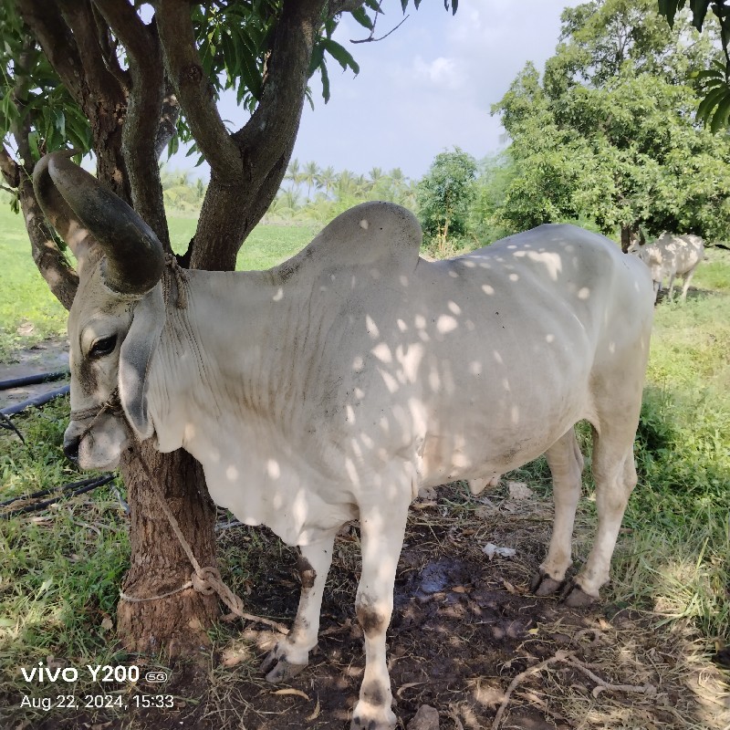 બેસવાના