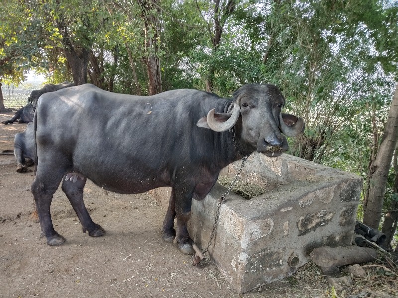 ભેસ વેચવાની છે...