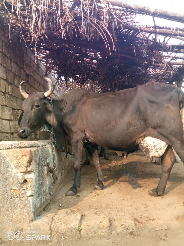 એસબ ગાય ક્રોસ વ...