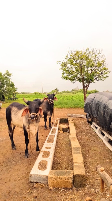 ગાડે હાલતા. ફુલ...