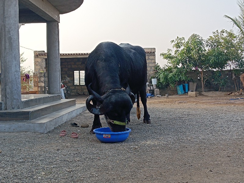 2 ભેશો વેચવાની...